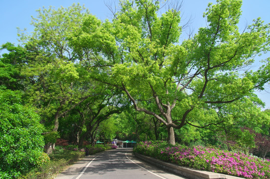 初春森林公园园林景观