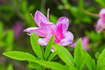 红色鲜花素材