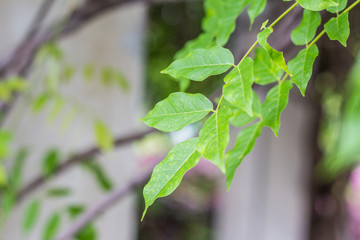 植物背景墙 植物墙