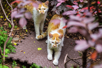 高清野生小花猫特写 夜猫