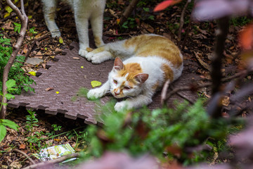 高清野生小花猫特写 夜猫