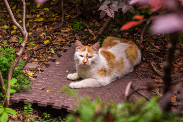 高清野生小花猫特写 夜猫