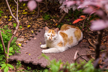 高清野生小花猫特写 夜猫