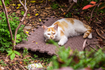 高清野生小花猫特写 夜猫