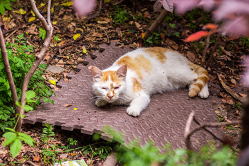 高清野生小花猫特写 夜猫