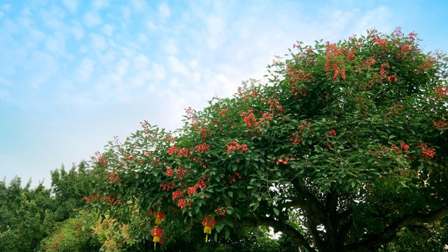 鸡冠刺桐树开花