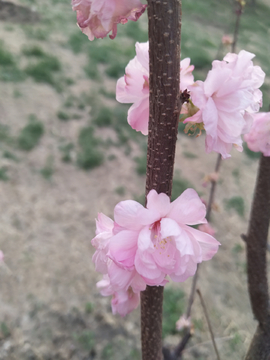 枯枝桃花