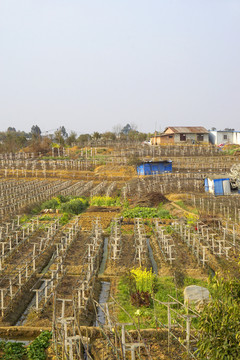 农村风貌 葡萄种植 水果基地