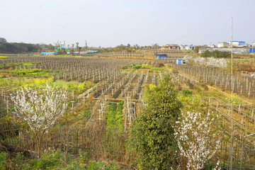 农村风貌 葡萄种植 水果基地