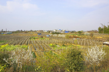 农村风貌 葡萄种植 水果基地