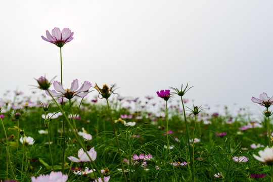 格桑花