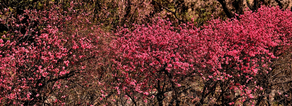 桃花盛开