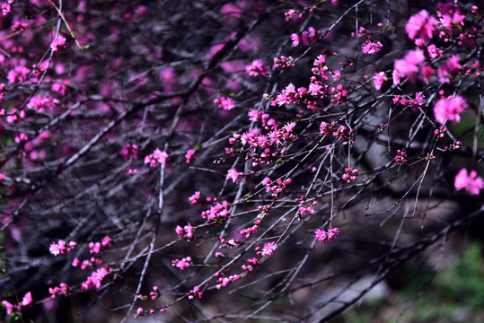 桃花开