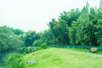 竹子竹叶竹林