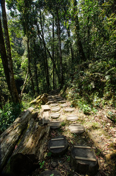 大围山原始森林公园树墩小路