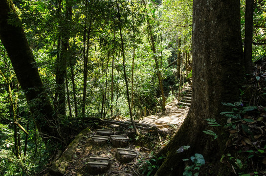 大围山原始森林公园树墩小路