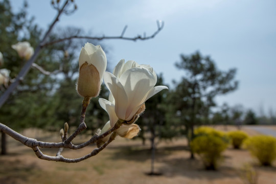 玉兰花