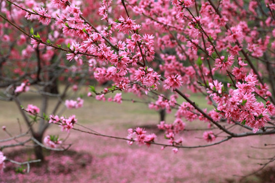 桃花