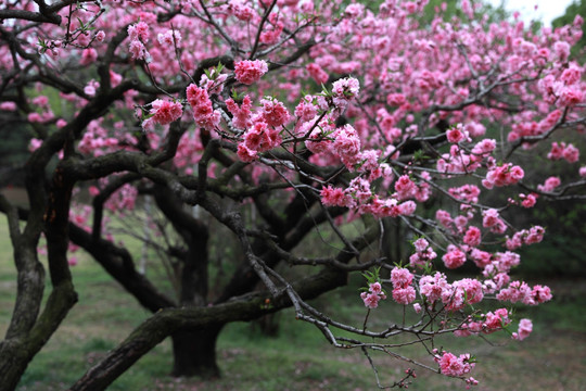 桃花