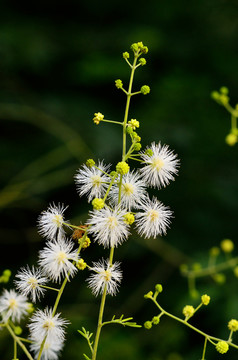 白野花