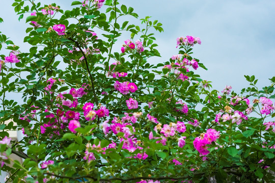 月季花 鲜花