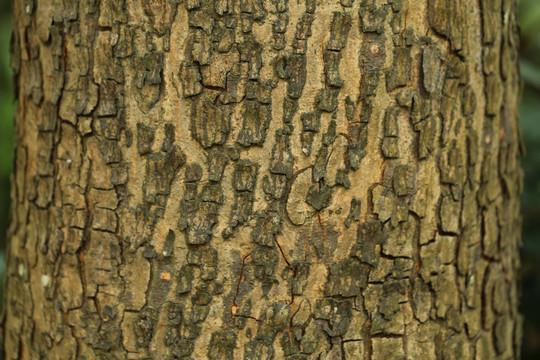 龟裂的树皮