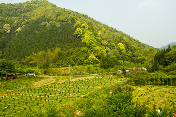 农村 农田 田园 春天 自