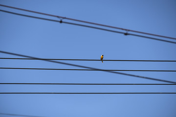 电线上小鸟