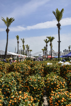 金桔 花卉市场