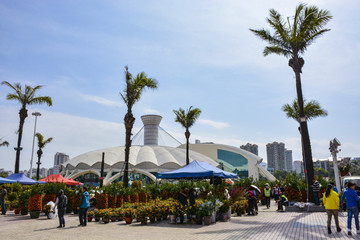 金桔 花卉市场