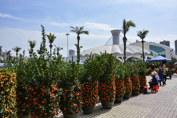 金桔 花卉市场