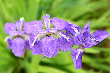 鸢尾花