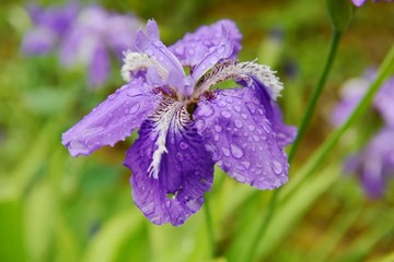 鸢尾花