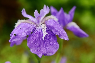 鳶尾花