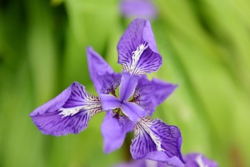 鸢尾花