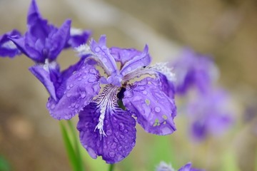 鸢尾花