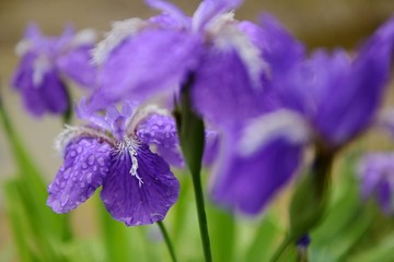 鸢尾花