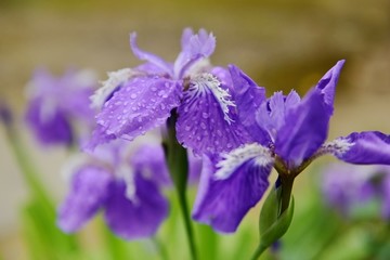 鸢尾花