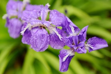 鸢尾花