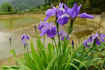 鸢尾花