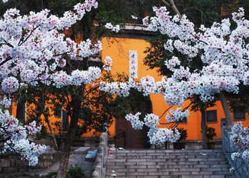 樱花古寺