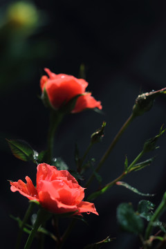 花卉 月季 花朵 花骨朵 绽放