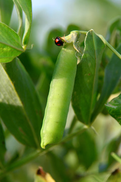 豌豆荚 瓢虫