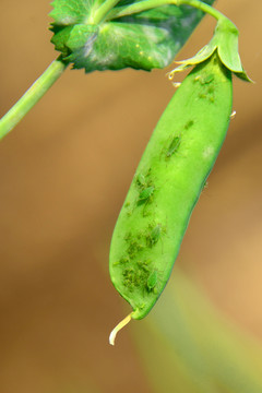 豌豆荚 蚜虫 农业害虫