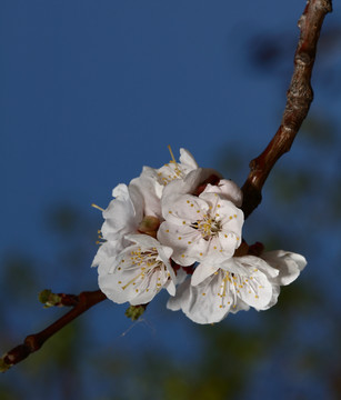 梅花 春梅 寒梅 小桃红 花