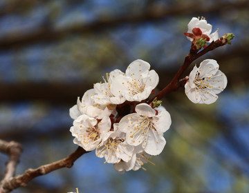 梅花 春梅 寒梅 小桃红 花