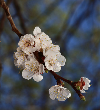 梅花 春梅 寒梅 小桃红 花