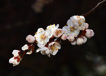 梅花 春梅 寒梅 小桃红 花