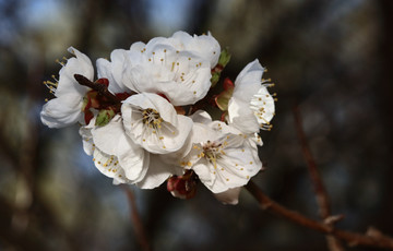 梅花 春梅 寒梅 小桃红 花