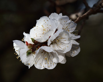 梅花 春梅 寒梅 小桃红 花